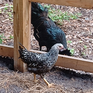 Mr Walter and Miss Wyandotte