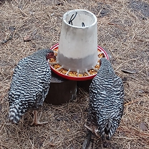 The Barred Rocks
